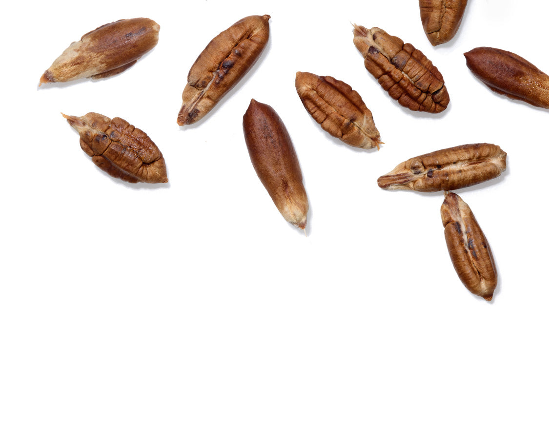 Date seed